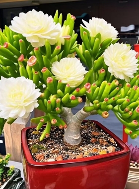 吸财树大老桩多肉又名筒叶花月盆栽 趣味观叶型植物玉树卷马蹄角