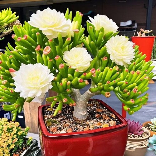 吸财树大老桩多肉|超1万次加购