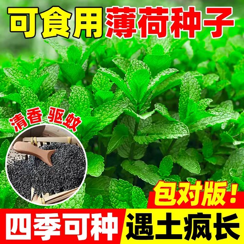 薄荷种子食用香水留兰香薄荷种子