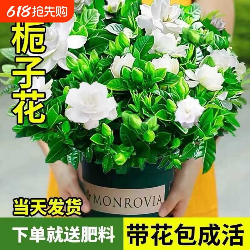 栀子花盆栽室内花卉绿植物老桩茉莉花水培四季开花树苗驱蚊客厅