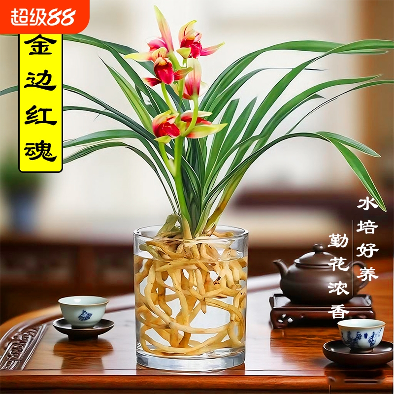 水培植物金边兰花苗红魂建兰夏带花好养室内浓香苔藓球盆栽客厅