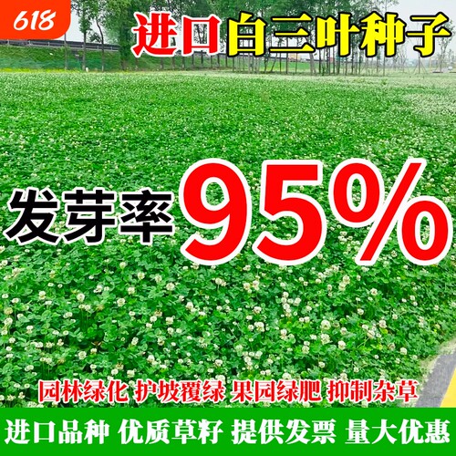 进口三叶草种子红三叶白三叶种籽幸运草四季常青耐寒绿化草坪草籽