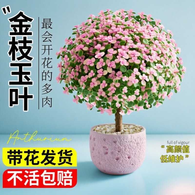 金枝玉叶盆栽老桩多肉水培桌面植物花卉绿植盆栽办公室内四季好养