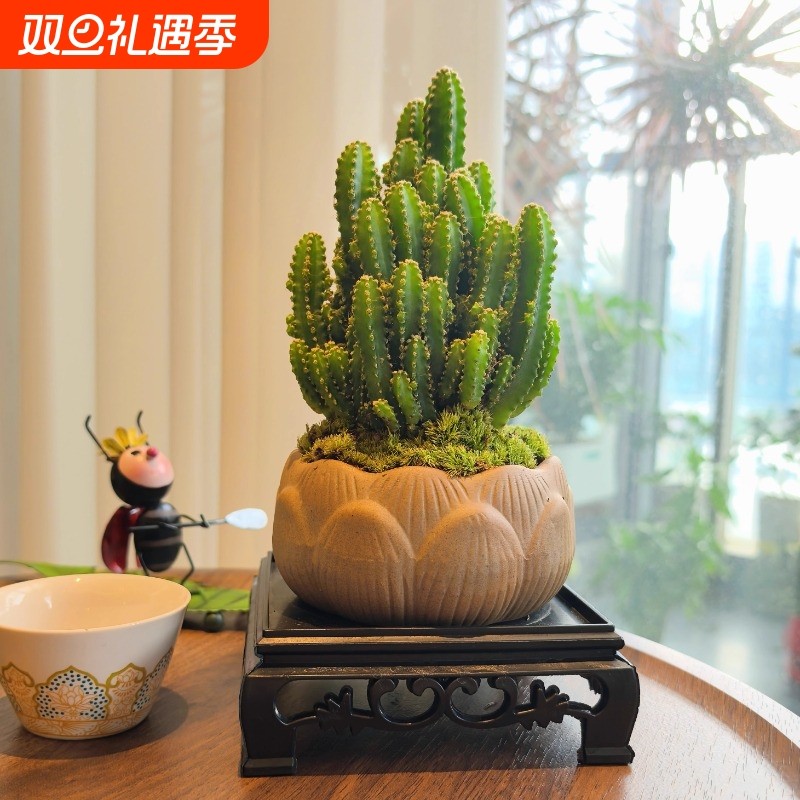 万重山盆景室内盆栽绿植花卉仙人掌四季好养多肉类植物仙人球客厅