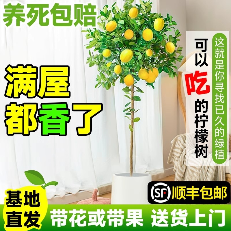 柠檬树盆栽带果发货绿植室内大型阳台客厅庭院四季香水柠檬树果苗