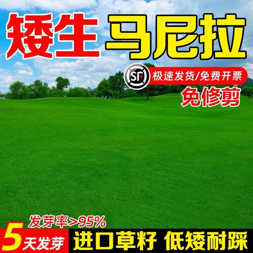 马尼拉四季常青草籽矮生庭院别墅免修剪耐践踏耐热耐旱草坪草种籽