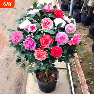 茶花树苗盆栽带花苞五色赤丹植物玫瑰花好养山茶花苗四季开花老桩