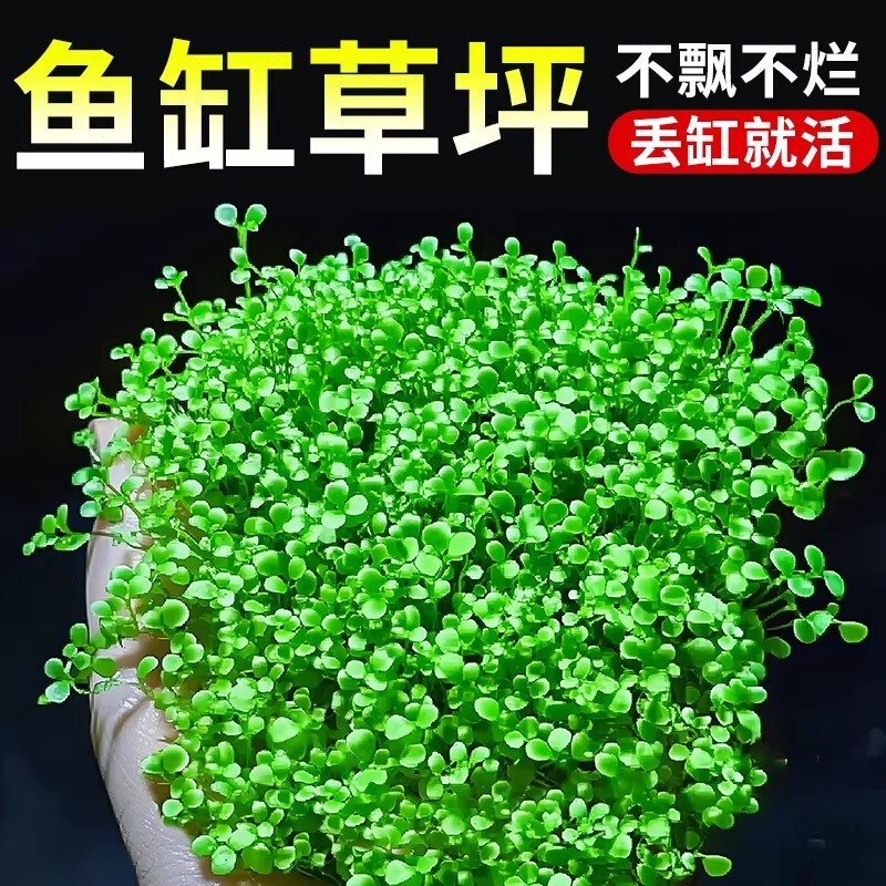 爬地矮珍珠水草网片日本矮植物净化水质生态鱼缸水草造景专用无菌