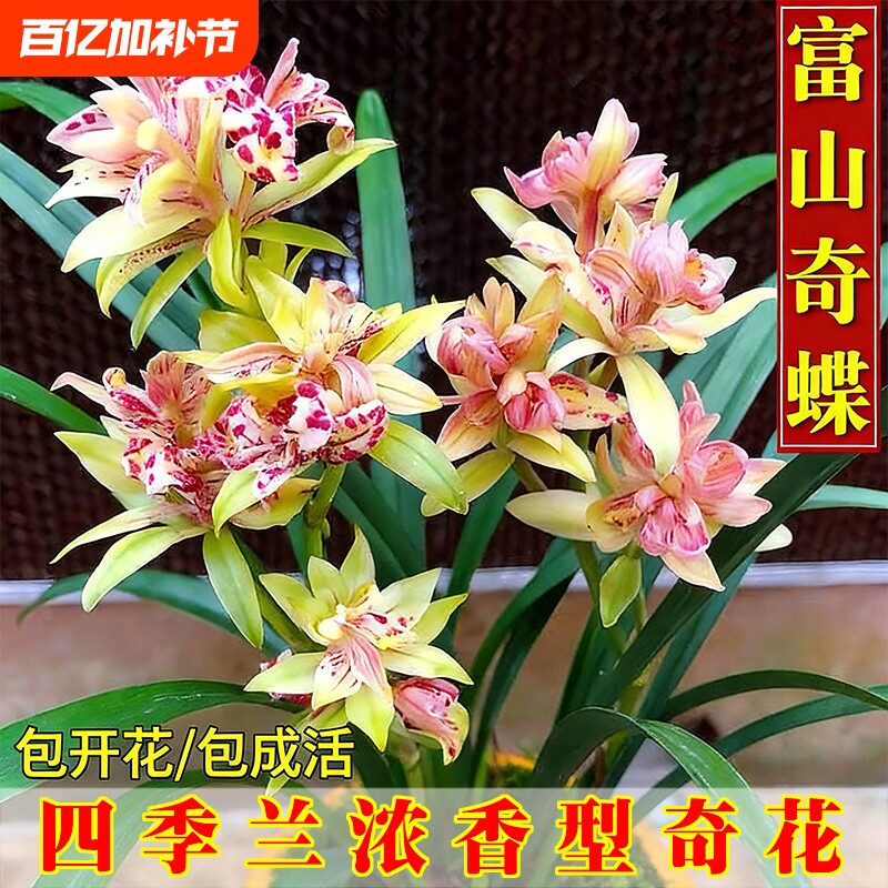 浓香四季建兰夏带花富山奇蝶兰花苗好养室内绿植花卉盆栽品种开花