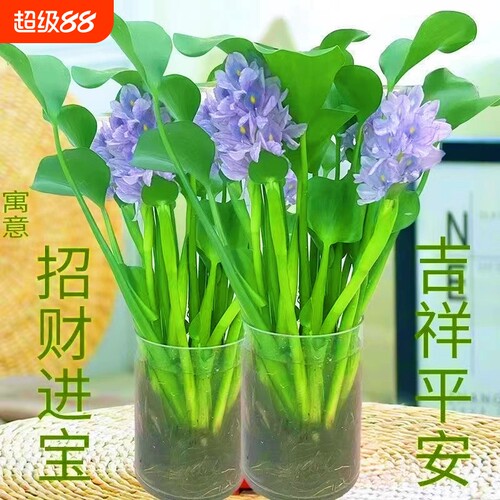 四季常青招财元宝水培花卉水养客厅办公室庭院懒人桌面摆件水培