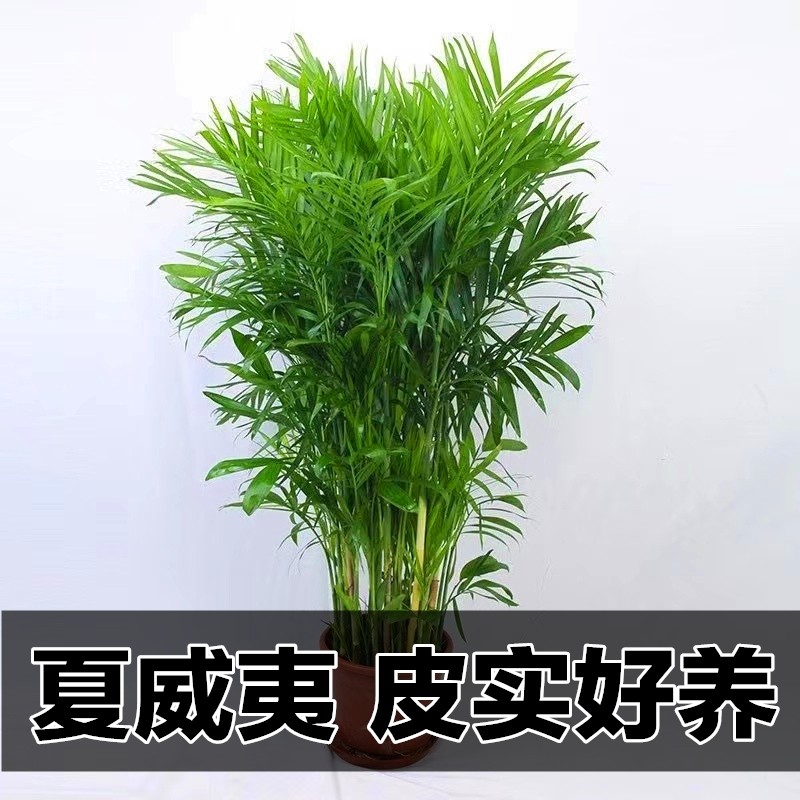 夏威夷竹椰子树盆景室内盆栽客厅办公室吸甲醛绿植散尾葵大型植物
