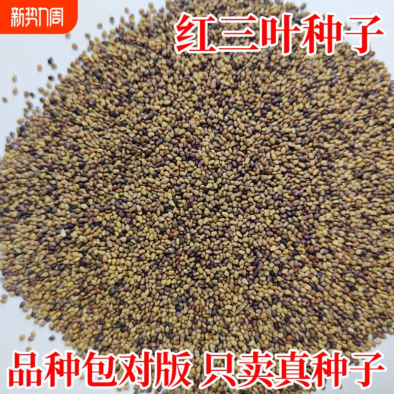 红三叶草种子四季常青公园景区绿化白三叶草种籽工程生态复绿草籽