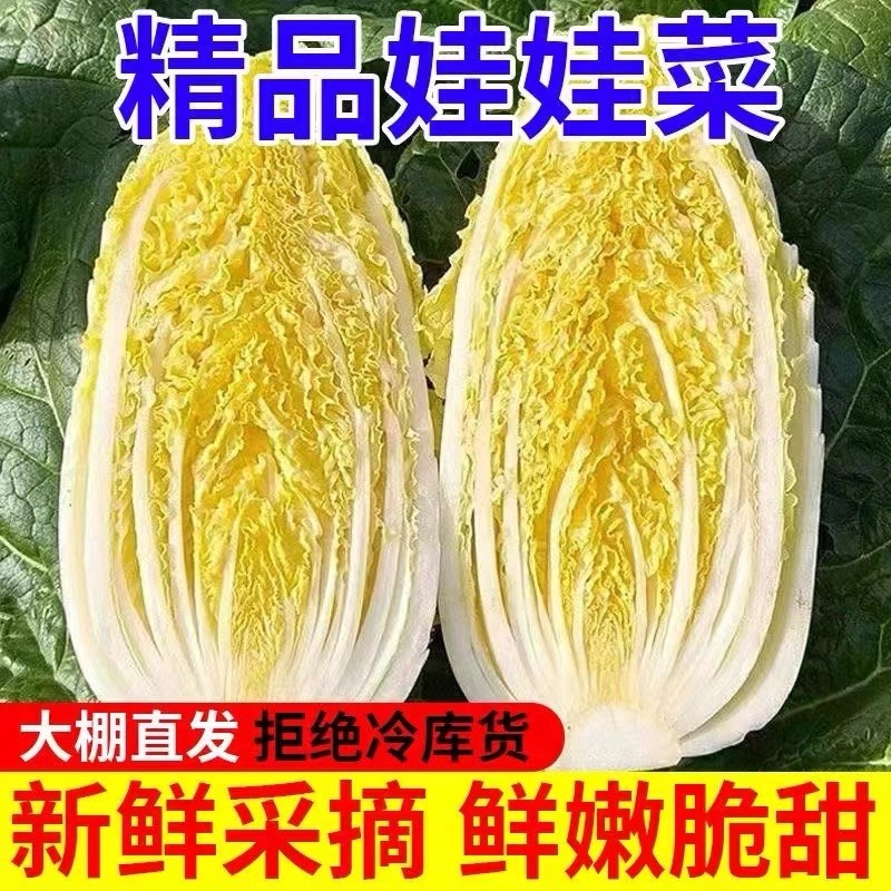 农家娃娃菜新鲜霜冻湖北黄心菜应季蔬菜5斤小白菜可做泡菜现摘