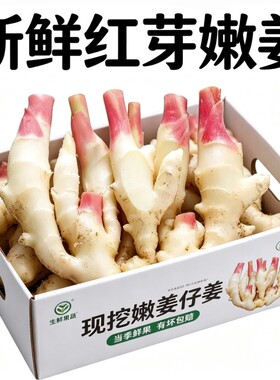 2026现挖嫩姜红芽新鲜大仔姜子姜芽生姜老糖醋姜泡姜食用当季姜汁