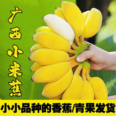 [热卖]广西高山小米蕉当季新鲜自然熟迷你小香蕉鸡蕉拇指蕉现摘