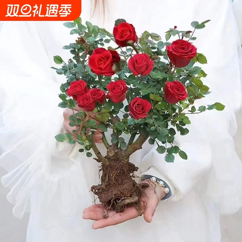 正宗玫瑰花苗大花月季花苗大花老桩庭院花卉浓香型老根阳台庭院