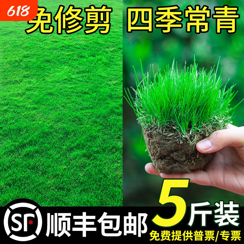 四季青护坡草草皮种子草坪草籽庭院绿化黑麦草马尼拉耐寒狗牙根