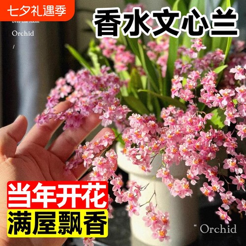 香水桌面带花苞梦香兰花苗阳台室内好养文心兰可水培盆栽花卉绿植