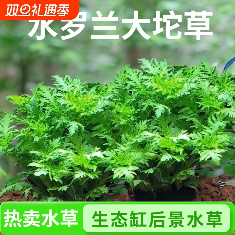 水罗兰坨草鱼缸造景阴性淡水增氧净水新手懒人水草植物生态水质