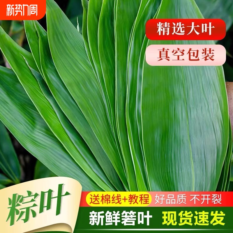 粽叶新鲜粽子叶大号精选包粽子专用的叶子端午鲜叶干叶特大家商用