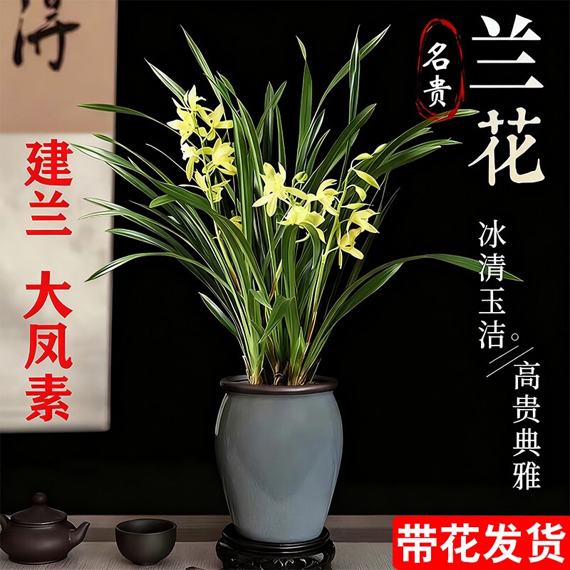 四季兰建兰大凤素现带花苞开花室内花卉兰花苗客厅名贵素心兰水培图片