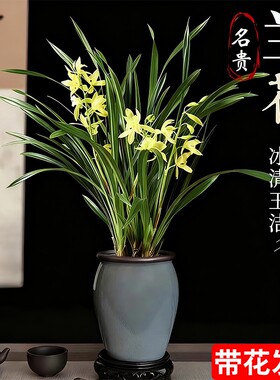 四季兰建兰大凤素现带花苞开花室内花卉兰花苗客厅名贵素心兰水培