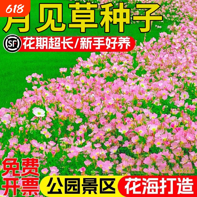 月见草种子耐寒四季播种易养活庭院景区花海观赏花卉种籽美丽二月