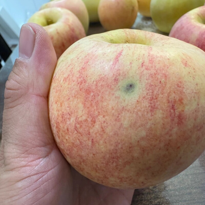 纯天然爱香妃苹果轻微瑕疵果红苹果有黑点或干疤不影响吃香甜薄皮