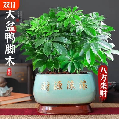 八方来财水培鸭脚木四季常青办公室内绿植物盆栽花卉发财树苗招财
