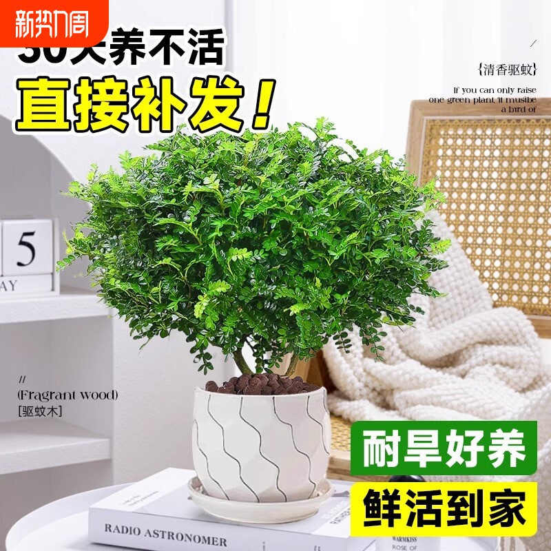 正宗清香胡椒木盆栽花卉室内外驱蚊草植物树苗老桩盆景九里香绿植