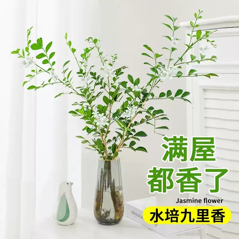九里香盆栽四季开花水培植物桌面绿植室内发财树水养花卉懒人好养