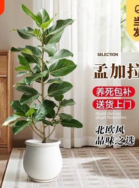 真榕大型仿真绿色植物盆栽高端假树D植物室内客厅玄关落地装饰花