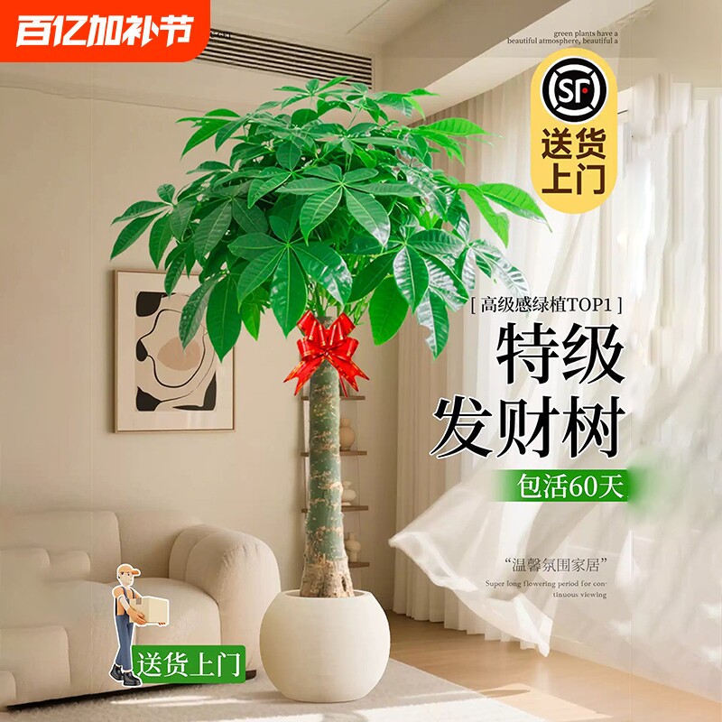 发财树客厅盆栽大花卉绿植物室内办公室四季好养大树客厅摆件盆景