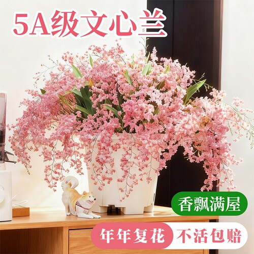 水培香水文心兰梦香兰冬带花苞好养室内客厅盆栽花卉绿植耐阴阳台