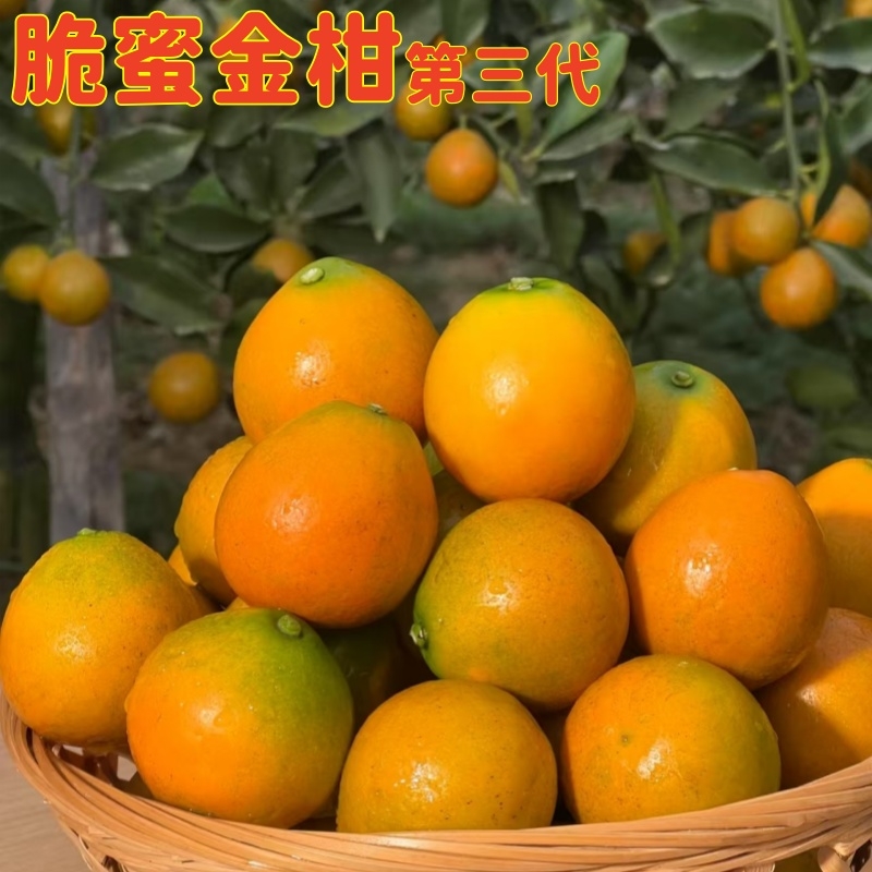 顺丰第三代脆蜜金柑广西新鲜桔子5斤精选大果纯甜无酸孕妇果金桔