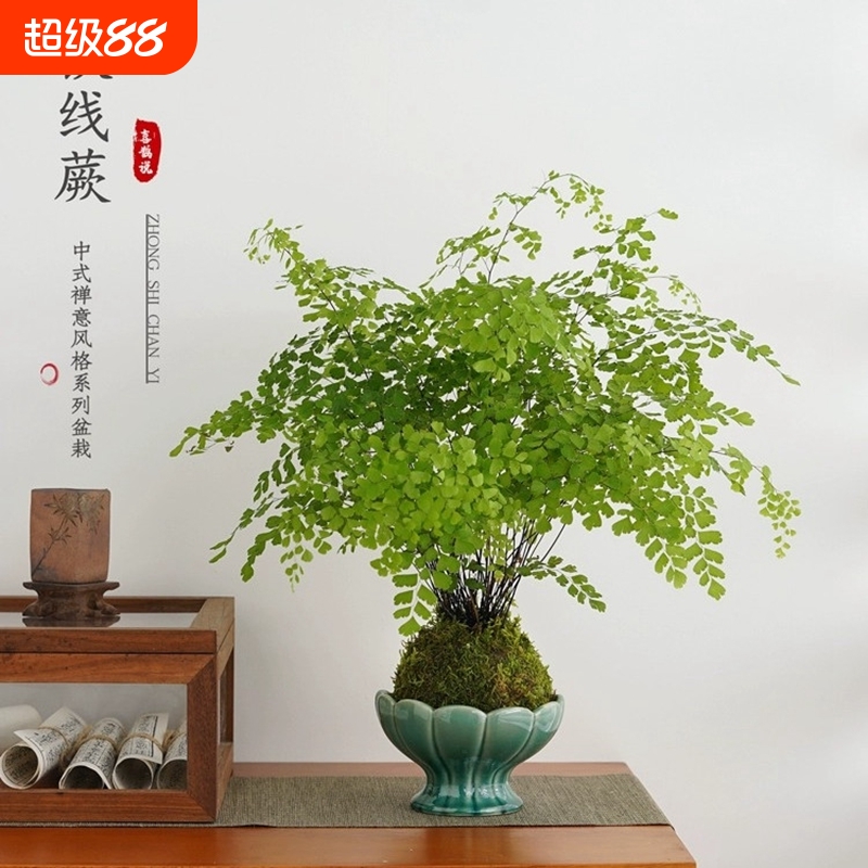 铁线蕨盆栽苔藓球水培植物室内绿植办公室桌面四季常青好养蕨类