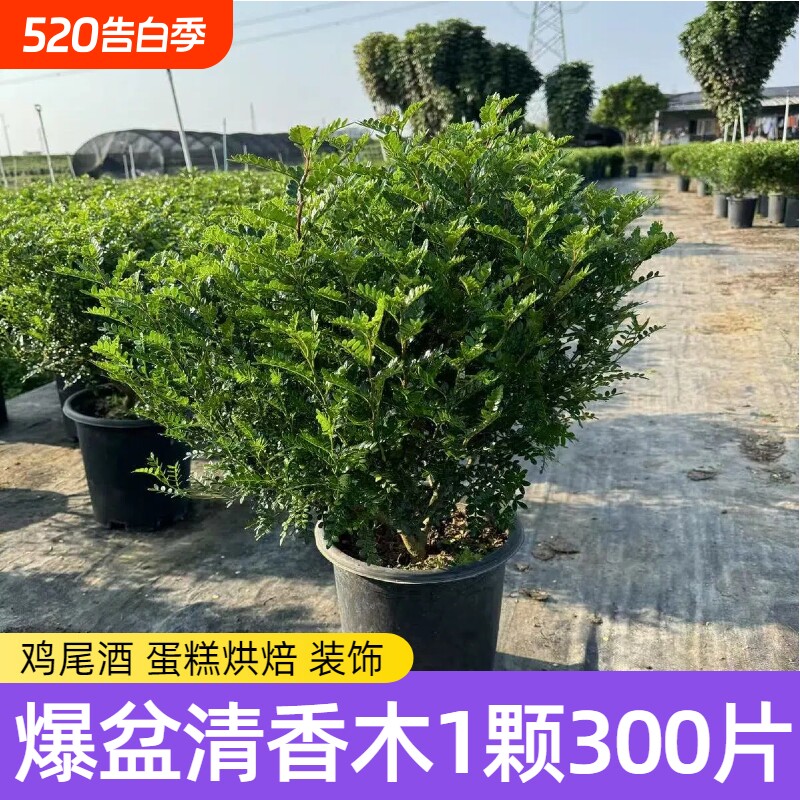 爆盆胡椒木清香木盆栽蛋糕装饰叶子西餐饮品烘培甜品点缀好养植物