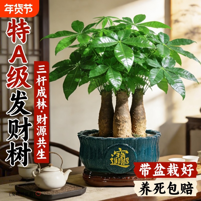 三杆发财树大盆绿植中式小盆景四季常青好养盆栽室内开业招财植物,鲜花速递/花卉仿真/绿植园艺,绿植,淘宝优惠券,粉丝福利购,淘宝优惠卷