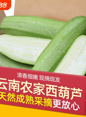 现摘云南大理农家西葫芦