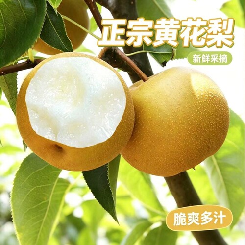 新鲜黄花梨皮薄多汁蜜甜砂梨 5 斤装当季时令水果夏天降火梨子