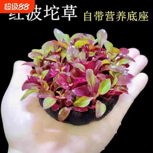 鱼缸红波坨草中后景自带底座活体水草造景淡水懒人易活植物水培