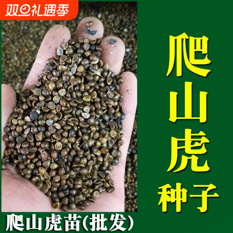 爬山虎种子爬藤植物四季青爬墙虎草籽庭院护坡三叶五叶树苗耐寒