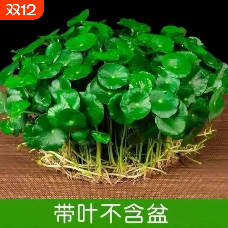 铜钱草水培植物室内盆栽客厅桌面金钱草水养植物好养花卉绿植土培