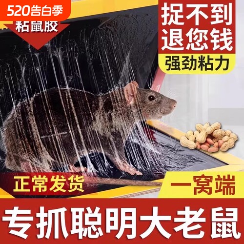 【强力粘力老鼠无处逃】粘鼠板
