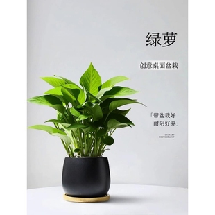 绿萝小盆栽室内客厅绿植卧室摆件绿箩植物办公室工位桌面耐阴阳台