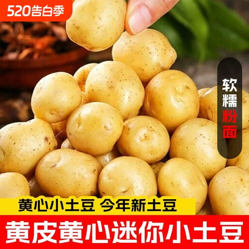 正宗恩施黄心小土豆当季