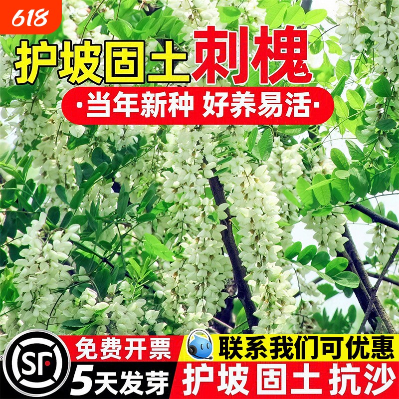 刺槐种子耐寒耐旱防风固沙护坡固土草籽工程绿化边坡复绿灌木种籽