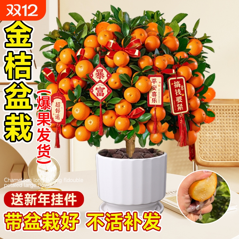 金桔树树苗盆栽年橘可食用带果脆皮四季橘子客厅室内外花卉绿植物