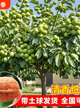 核桃苗树嫁接苗纸皮特大核桃树苖四季种植当年结果树苗庭院带土球
