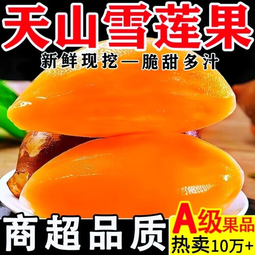 2026年当季云南雪莲果新鲜水果当季大果特级现挖整箱脆甜包邮9斤